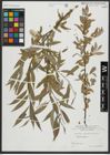 Foto von Salix alba L.
